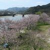 　錦帯橋の桜