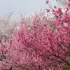 清水寺 桜 ２０２１年 見頃は？ 