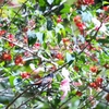アカクロムクドリモドキ Orchard Oriole