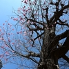 🌸桜に寄生されたイチョウ・・😅