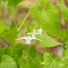 殿ケ谷戸庭園の春の草花