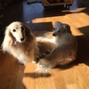 ラブラブひなたわんこ