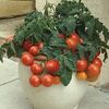 Tricks for growing tomato vegetables