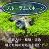 ブルーラムズホーンの飼育・繁殖・ボックスメイトに最適青い苔取り貝