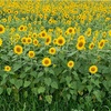 ひまわり畑🌻