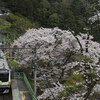 奥多摩の春(その3)