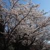 オリンパスのカメラとプロレンズで撮影した桜🌸