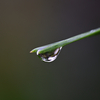 松の葉に雨のしずく