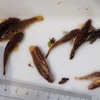 魚・水生昆虫採集 05/19