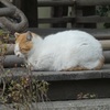 眠る猫ちゃん♪(2024.02.22.11.33 １枚写真追加）