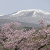 Sun. 岩手県へ桜探訪・１本桜