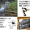 アオサギ禍