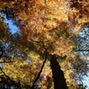 紅葉求めて　景信山～高尾山