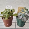 【気になる多肉植物】レモネード・レッドスカイ