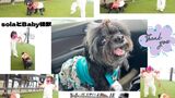 ドッグラン併設カフェ・犬見知りsolaと頑張ったBaby怪獣のあんよ