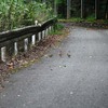 エサ探し中のコジュケイ親子