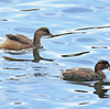 大井ふ頭中央海浜公園でカイツブリ