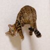 【拡散お願いしますにゃ】　FIP(猫伝染性腹膜炎)のノアちゃんを応援するプロジェクト 2