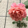 バラの開花が続きます(ロアルドダール,サンセットグロウ)