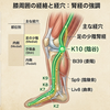 膝裏にできるひかがみと腎経の連関性はいかほど？