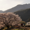 満開の伊奈川の一本桜と、EF64-1018牽引の81列車を撮る！