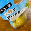 ペルーから、本場愛媛に殴り込み