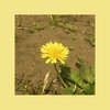 OOHYO - Dandelion (Full ver.) MP3 (5.63 MB)