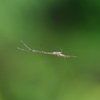 蜘蛛いろいろ