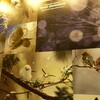 嶋田 忠　野生の瞬間　華麗なる鳥の世界＠東京都写真美術館