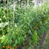 トマト、枝豆だとかの夏野菜が収穫真っ最中に！