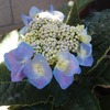 成功率が大幅アップ。３つのポイントで紫陽花の挿し木は１年で花が咲きました。　～オレンジ家の裏庭だより　