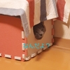 猫は猫から学ぶのか問題