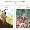 沖縄、奄美大島の野鳥を加えて、「My野鳥図鑑（陸鳥）」が100種を超えた。陸鳥、水鳥・猛禽類を合わせると199種。