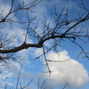 枯れ枝、青空、白い雲