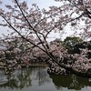 あんじょう公園のさくら