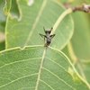 植物にアリが大量発生...？害虫アブラムシとアリを呼ぶ植物の戦略