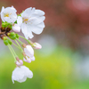 近場の桜と公園の花