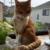 未亡人とペット