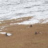 Andean Duck アンデスタテガモ