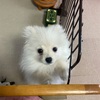 子犬の噛み癖が大変！興奮から噛んでくるときの対処法