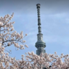 2022年(令和4年)春・東京の桜