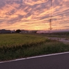 鴨の親子は見えなかった。元気で育ってね。