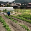 じゃがいもの花摘み＆茄子の畝つくり