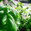 夏野菜、夏のハーブたちの様子。