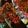 極み、紅葉ハイキング