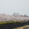 三上山（近江富士）山麓の桜風景その１