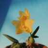 Cattleya cernua f. aurea  'Kanae'    OG