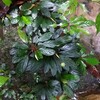 Bucephalandra kishii from Kapuas【AZ0420-6】（仮）