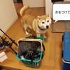夏の終わり、秋の始まりの魚釣り。