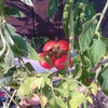 トマト二段目と木苺